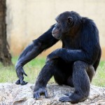 monkey mind